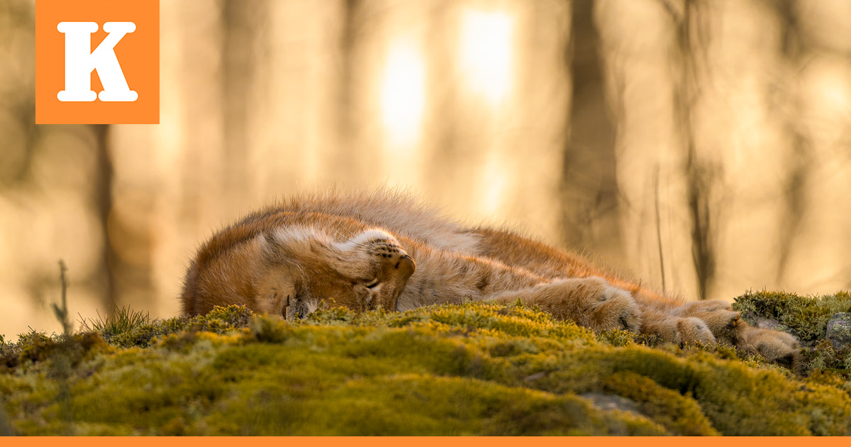 Aamuauringossa köllöttelevä ilves ja joutsenet tummanpuhuvassa maisemassa vakuuttivat tuomarit Kuusamo Nature Photo -kilpailussa