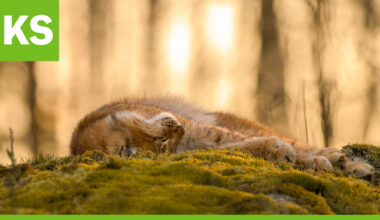 Ossi Saarinen ja Tuomo Vilkkilä juhlivat Kuusamo Nature Photo XXX -luontovalokuvakilpailun voittajina