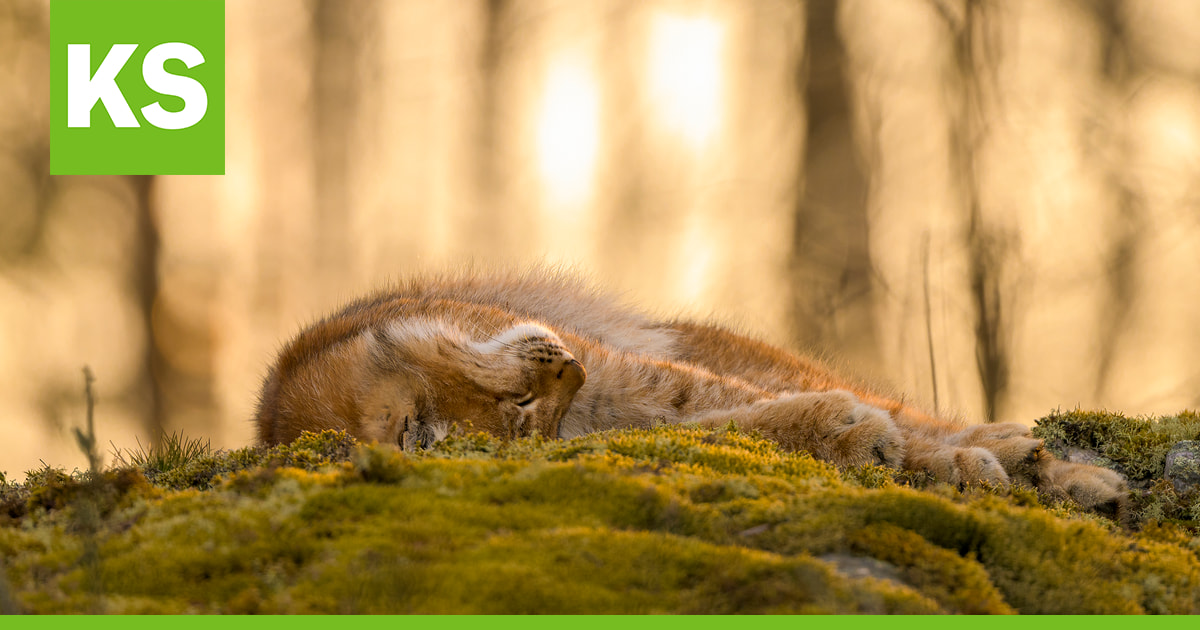 Ossi Saarinen ja Tuomo Vilkkilä juhlivat Kuusamo Nature Photo XXX -luontovalokuvakilpailun voittajina