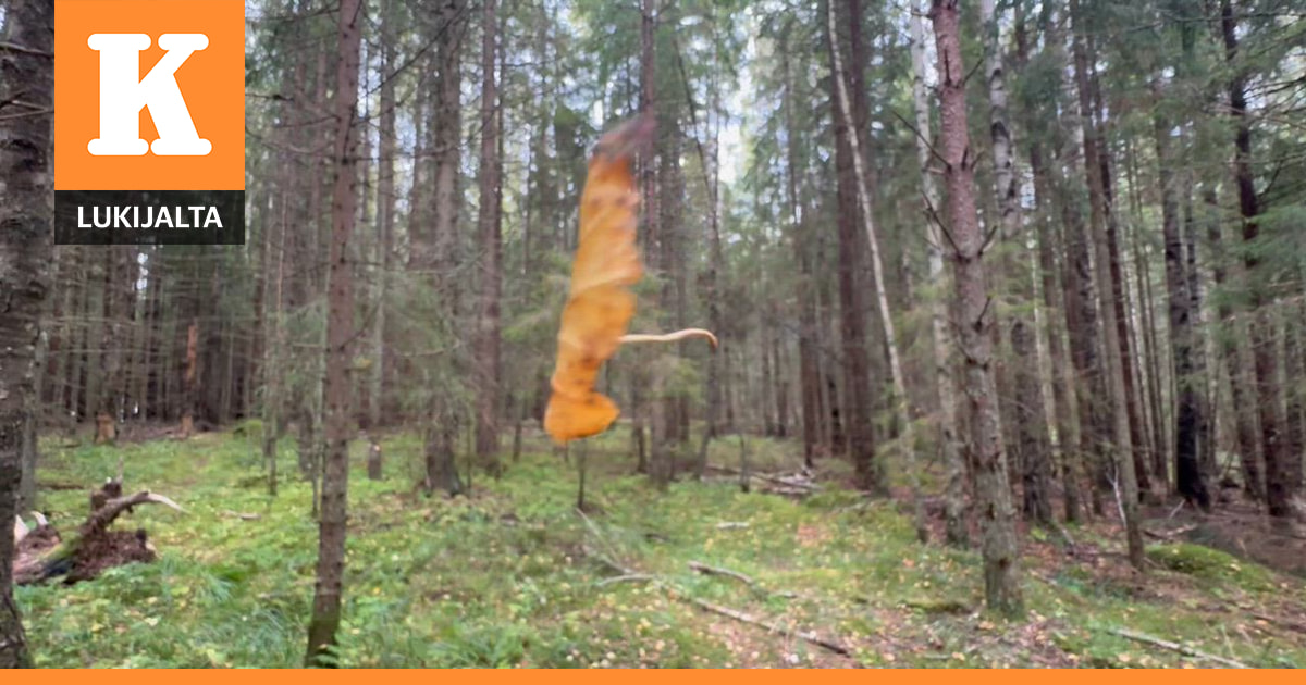 Aavemaista…😳 Alkaneen syksyn kellastunut lehti leijailee yksiksensä aamuisen synkän metsän keskellä. Kurjenrahkan Kansallispuisto, Pöytyä