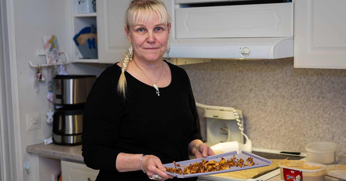 Saariselältä paljastui kantarellien eldorado – Pirjo Valikainen teki sienistä jauhetta, jotta säilytystilat riittävät | Kotimaa