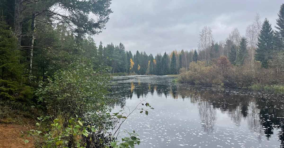 Metsähallitus ennallistaa maastoa Sanginjoella | Pohjois-Pohjanmaa