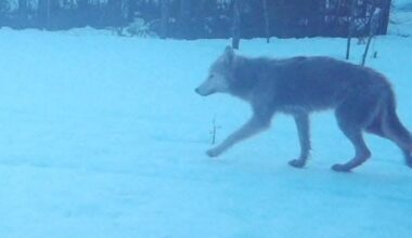 Kivesjärven susireviirillä on mahdollisesti uusi alfapari ja lauma – aiempi johtajanaaras kuoli myrkkyyn | Kotimaa
