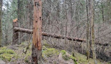 Metsäyhtiö aikoo tuhota puita tärvelevät kirjanpainajat tekoälyllä – otetaan käyttöön koko Etelä-Suomessa | Kotimaa