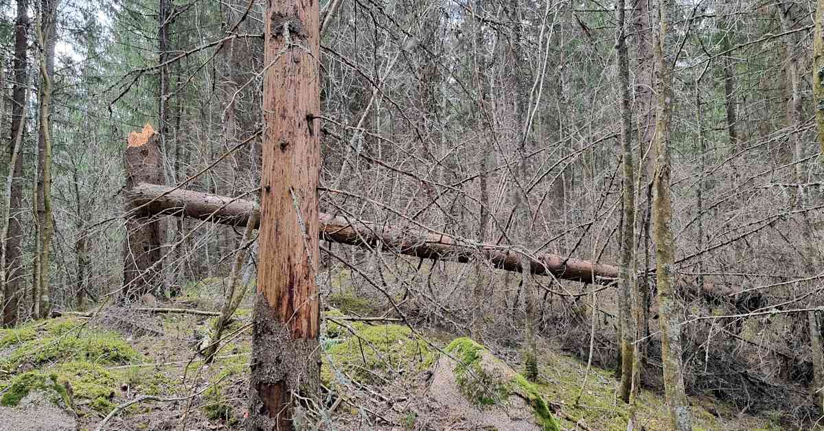 Metsäyhtiö aikoo tuhota puita tärvelevät kirjanpainajat tekoälyllä – otetaan käyttöön koko Etelä-Suomessa | Kotimaa