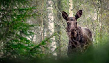 Itä-Suomessa on sattunut syyskuussa jo 15 hirvikolaria | Pohjois-Savo
