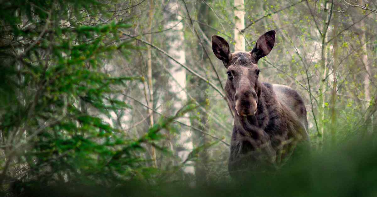 Itä-Suomessa on sattunut syyskuussa jo 15 hirvikolaria | Pohjois-Savo