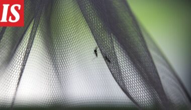 chikungunyavirus leviää Italiassa - Ilta-Sanomat