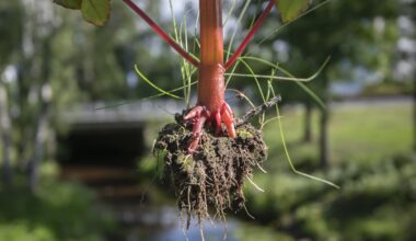 Näin uskomattoman summan rahaa lupiinien ja jättipalsamien kitkijä tienasi kesällä - Metsä