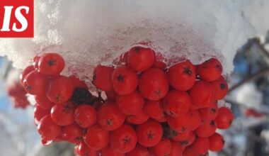 Meteorologi: Ensi viikolla voi tulla lunta