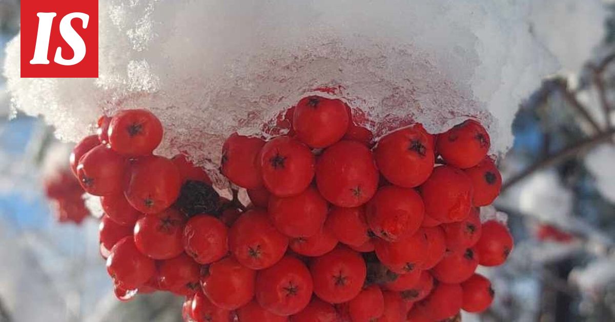 Meteorologi: Ensi viikolla voi tulla lunta