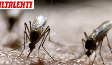 Ikävä tauti leviää Italiassa – WHO varoittanut epidemiasta