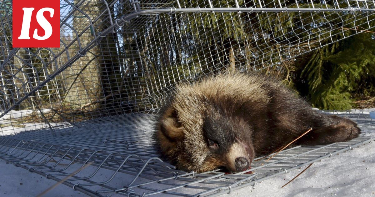 Riistakeskus pyydysti ainutlaatuisen määrän supikoiria