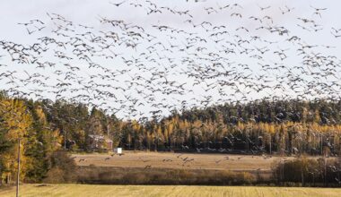 Valkoposkihanhet aloittamassa syysmuuttoaan – lämmin sää ja vastatuuli pitävät jalat toistaiseksi maassa - Metsä
