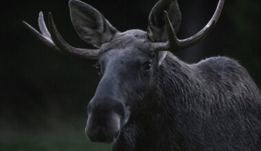 KS: Hirvi tuhosi kajaanilaisen Armi Juntusen uima-altaan - Koti