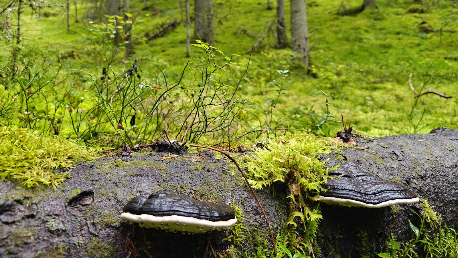 Mustalukon supat suojellaan Vehoniemenharjulla - Metsä
