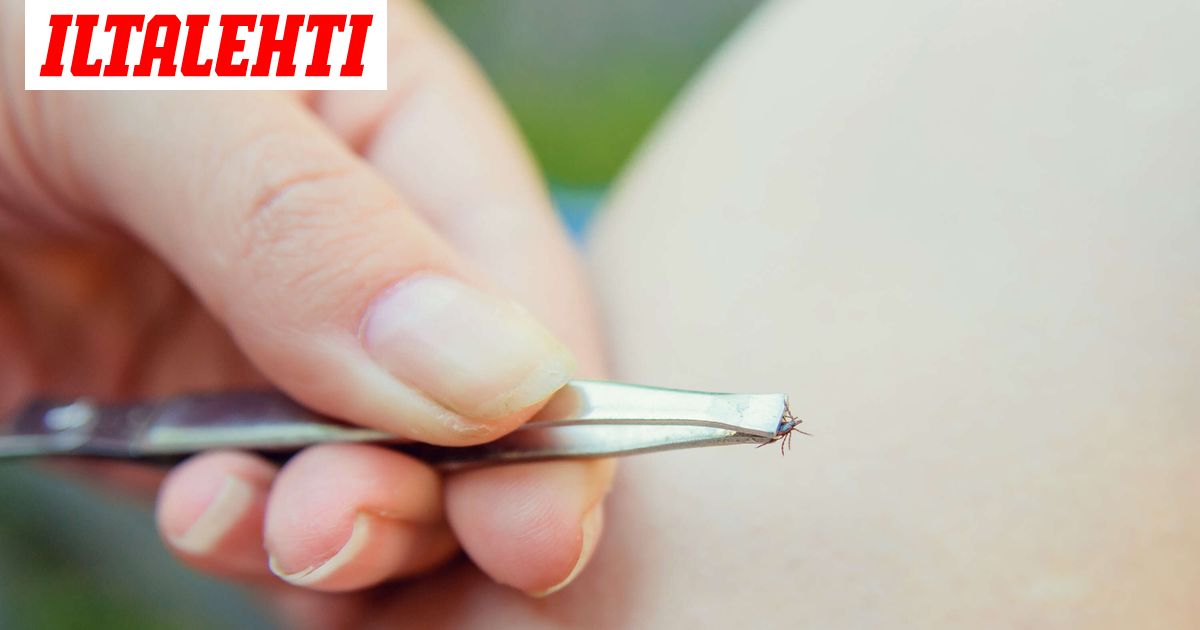 Rakastettu työkaveri kuoli punkin puremaan – Työyhteisö šokissa