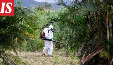 Chikungunyavirus leviää Euroopassa – tämä epidemiasta tiedetään