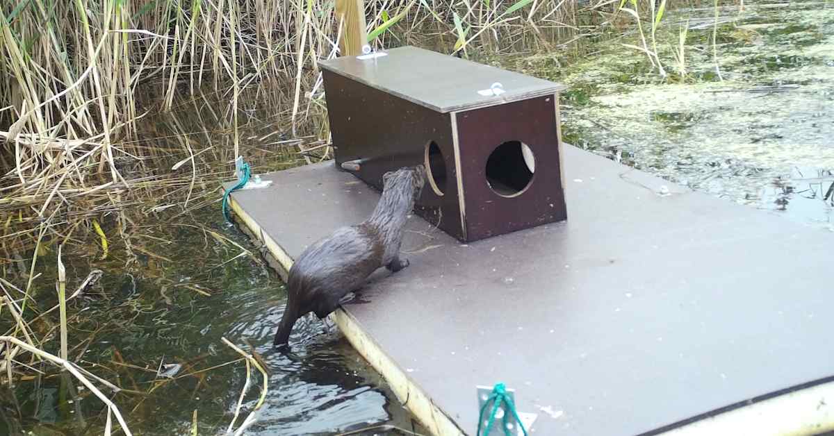 Vedessä kelluvat pyyntilautat kiinnostavat minkkiä, ja nyt kokeillaan niiden laajempaa hyötyä vieraspedon hävittämisessä | Keski-Pohjanmaa