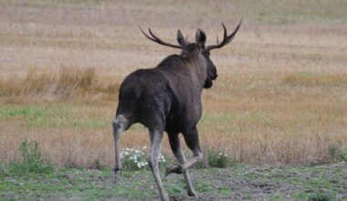 Lämmin syksy ajaa hirviä kasitien yli | Pohjanmaa