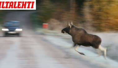 Valtavat erot maakuntien peura- ja hirvikolareissa – Katso vaarallisimmat alueet