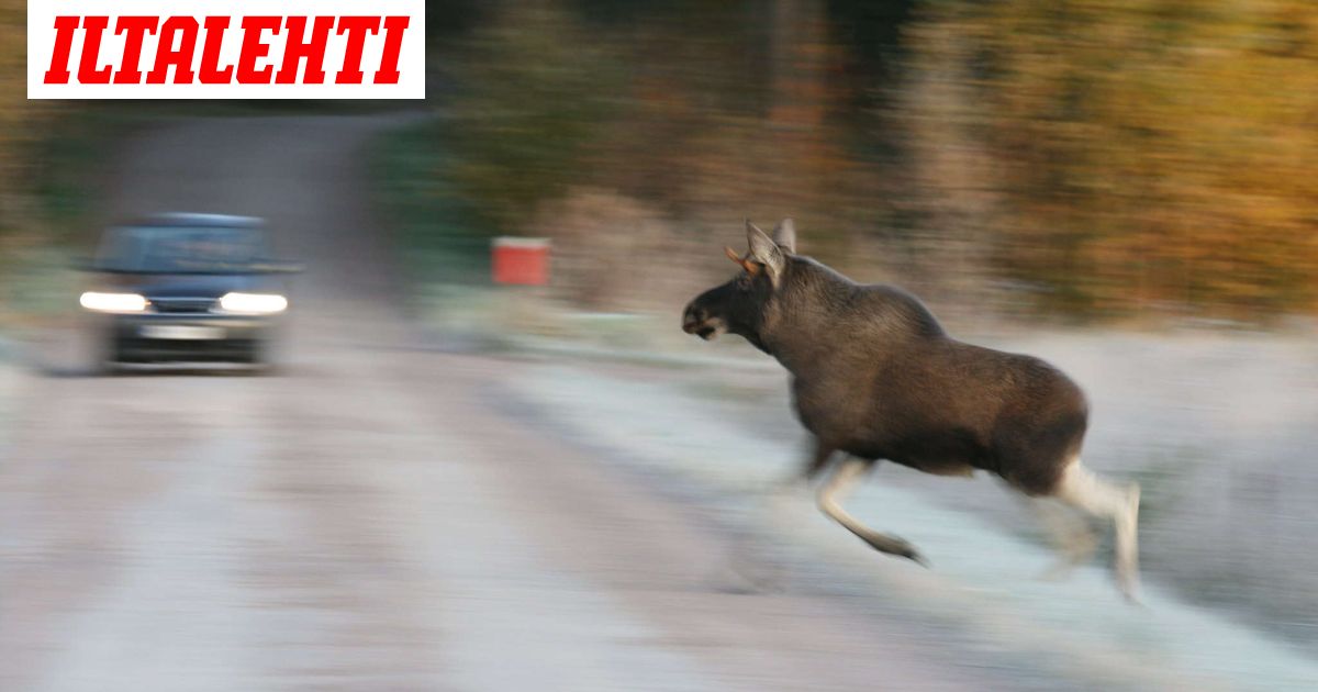 Valtavat erot maakuntien peura- ja hirvikolareissa – Katso vaarallisimmat alueet