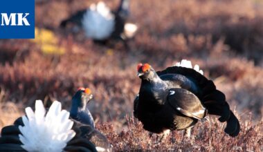 Jämijärvi sai tingattua luonnonsuojelualueista ylimääräiset 23 000 euroa