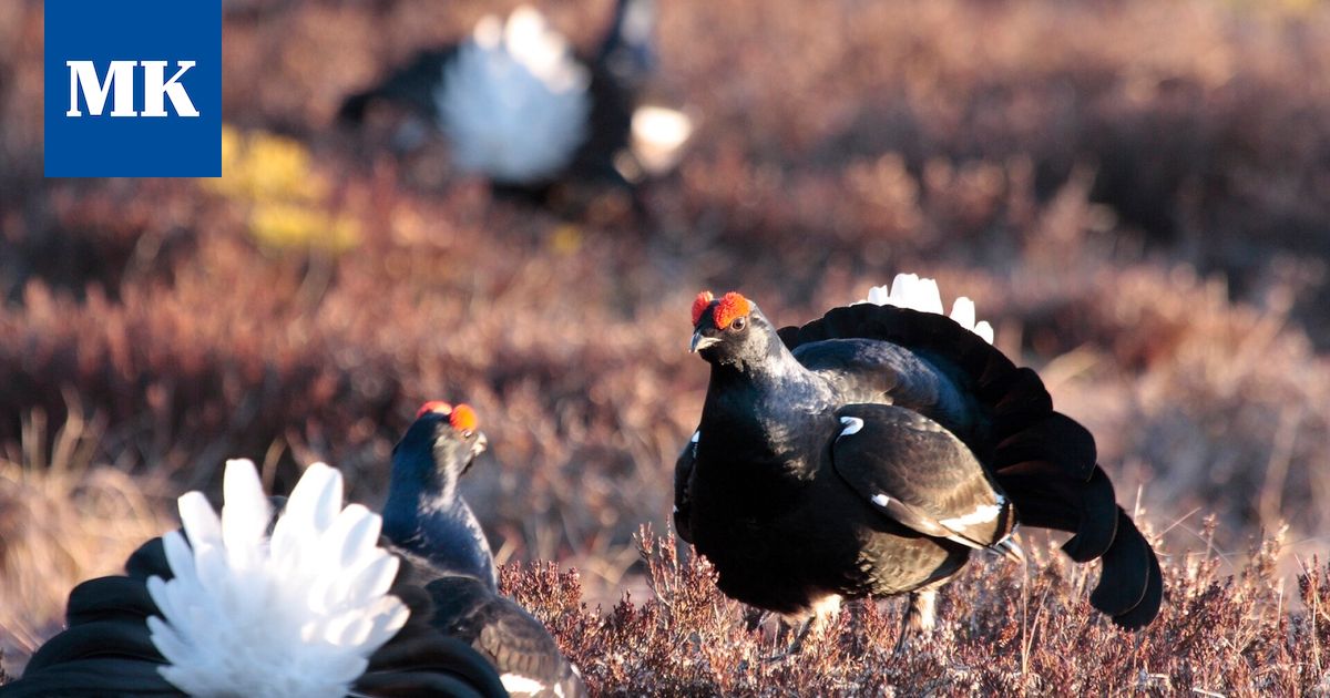 Jämijärvi sai tingattua luonnonsuojelualueista ylimääräiset 23 000 euroa