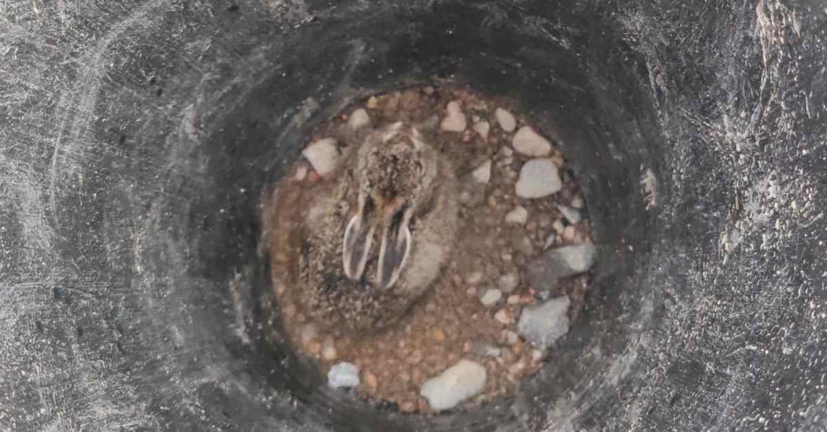 Eläinsuojeluyhdistys noukki ylös 66 kaivantoihin tipahtanutta eläintä Turussa | Kotimaa