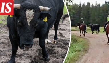 Karkurina tunnettu Simo-sonni palasi kesälaitumilta hevossaattueen johdolla