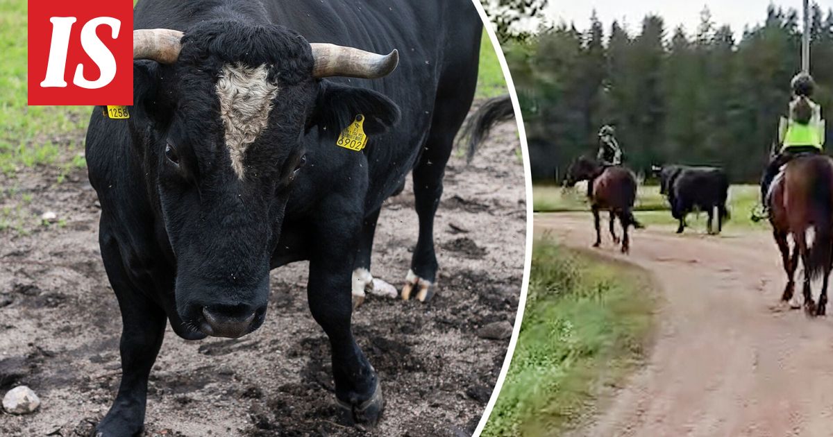 Karkurina tunnettu Simo-sonni palasi kesälaitumilta hevossaattueen johdolla