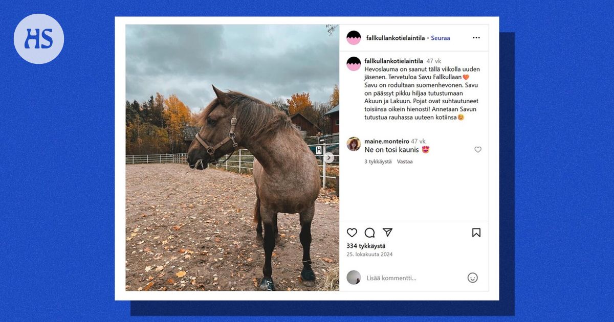 Helsingin kaupunki myy hevosen, joka ei viihtynyt kaupungissa