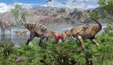 Kupolipäinen dinosaurus voi kertoa paljon ”kallosaurusten” kehityksestä