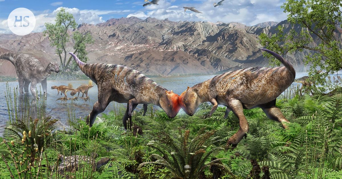 Kupolipäinen dinosaurus voi kertoa paljon ”kallosaurusten” kehityksestä