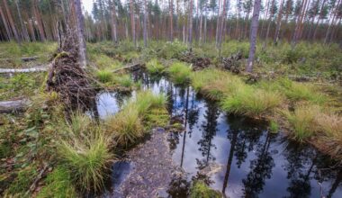 Hallitus esittää muutoksia Metka-tukeen: Osa tuista tulosperusteisiksi, osassa tukea saisivat vain parhaat kohteet - Metsä
