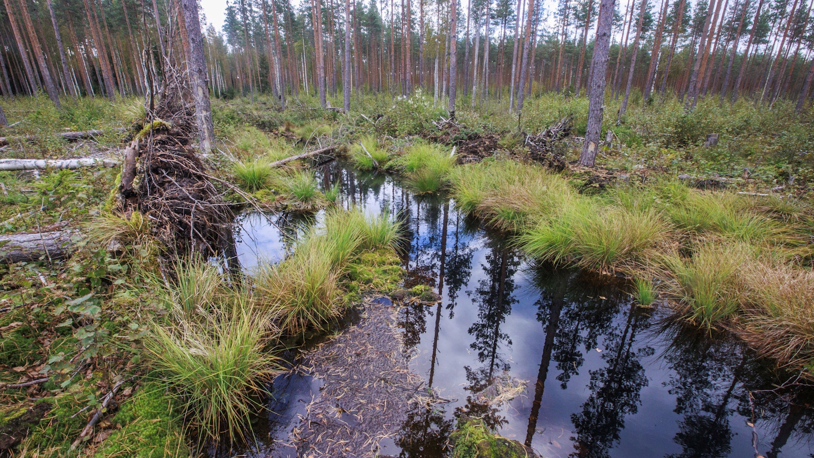 Hallitus esittää muutoksia Metka-tukeen: Osa tuista tulosperusteisiksi, osassa tukea saisivat vain parhaat kohteet - Metsä