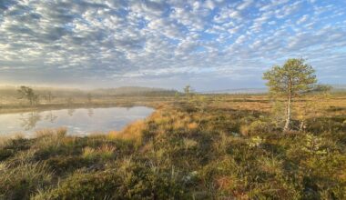 Hurjia olosuhteita kestävät karhukaiset eivät pärjää kaikilla Suomen soilla - Metsä