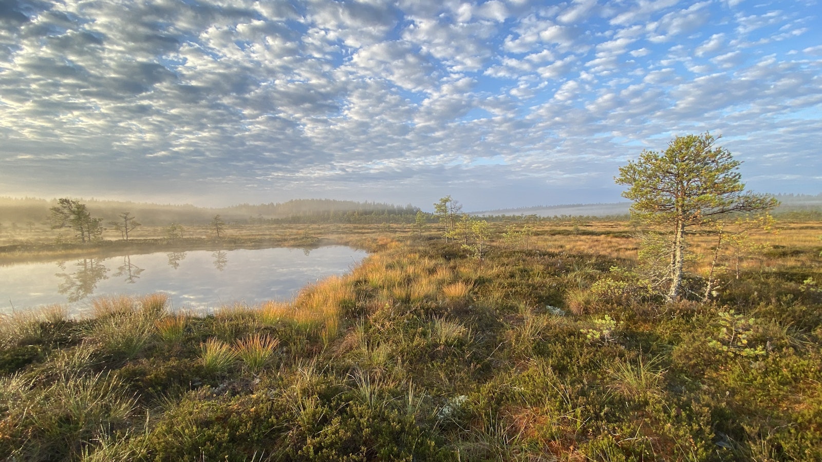 Hurjia olosuhteita kestävät karhukaiset eivät pärjää kaikilla Suomen soilla - Metsä