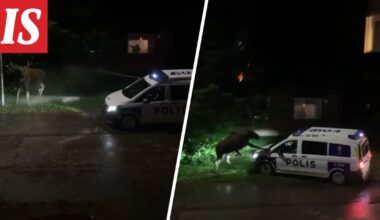 Hirvi hyökkäsi poliisiauton kimppuun Kirkkonummella