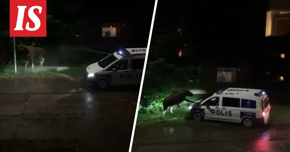 Hirvi hyökkäsi poliisiauton kimppuun Kirkkonummella