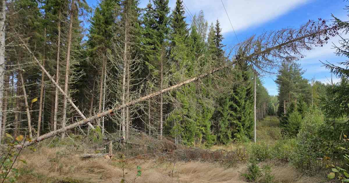 Tuuli ei riepotellutkaan Suomea – vahingot jäivät vähäisiksi | Keski-Suomi
