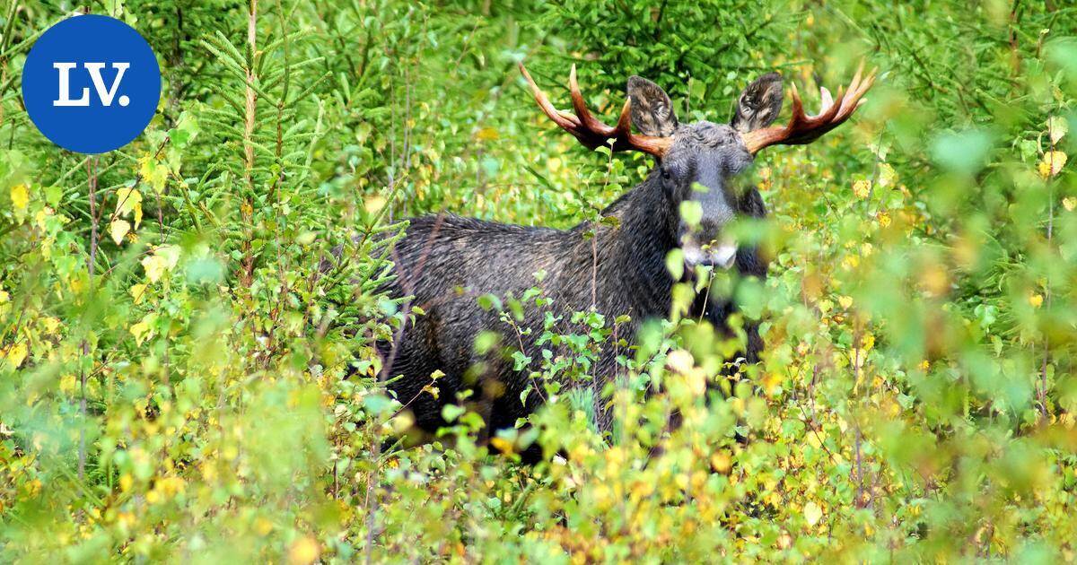 Ilta-Sanomat: Hirvi aiheutti poliisioperaation asuinalueella Kirkkonummella | Paikalliset