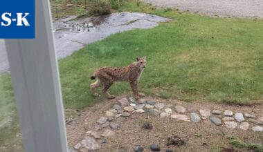 ”Siinä se pyöri pihassa hetken ja juoksi takaisin metsään” – ilves ilmestyi ikkunan taakse ihmeteltäväksi Ketvelniemessä Keuruulla
