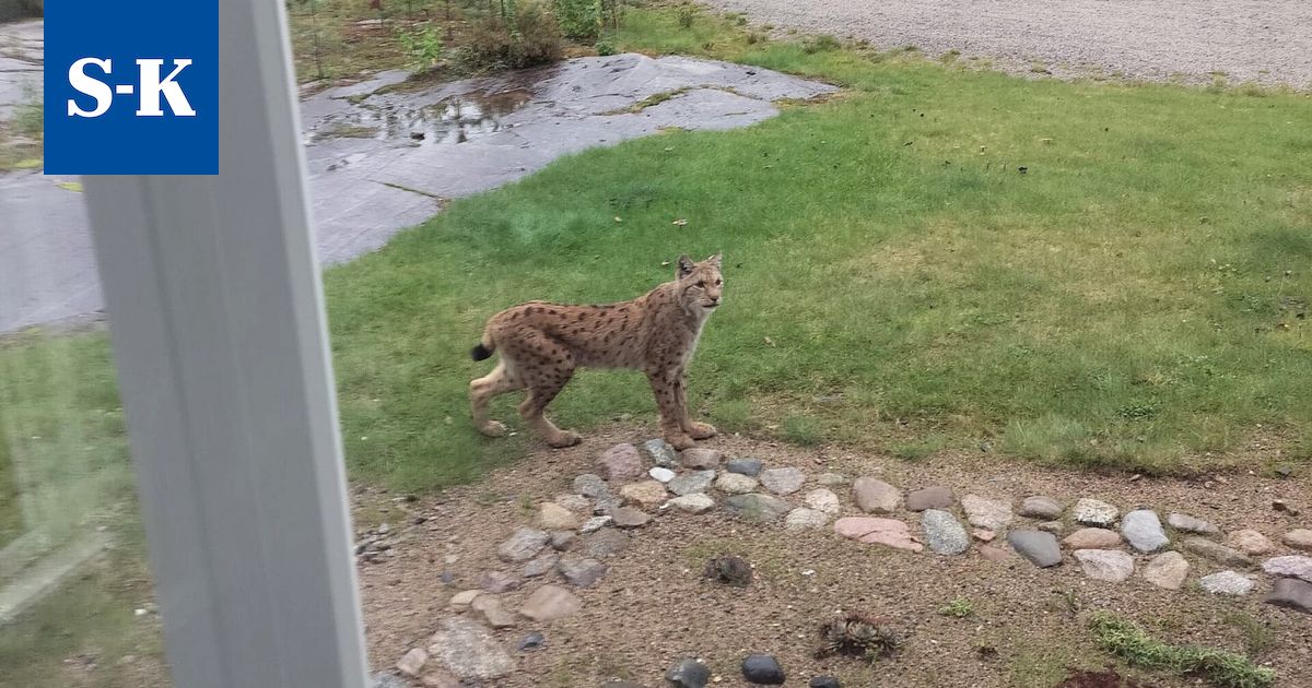 ”Siinä se pyöri pihassa hetken ja juoksi takaisin metsään” – ilves ilmestyi ikkunan taakse ihmeteltäväksi Ketvelniemessä Keuruulla