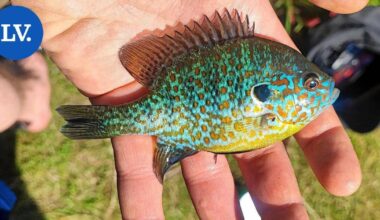 Ympäristö | Lammen myrkyttäminen onnistui Espoossa – aurinkoahventa kuoli kilokaupalla, kertoo Yle | Paikalliset