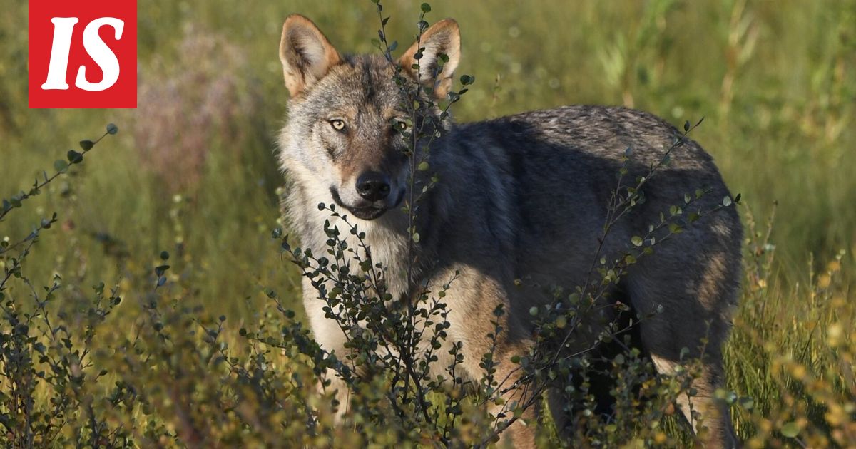 Suden epäillään hyökänneen ihmisen kimppuun Lopella
