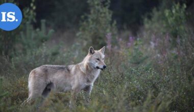Susivahinkojen kokonaismäärä Suomessa on kasvanut – välkkyvät, ujeltavat ja ilmalla täyttyvät laitteet todettiin hyödyllisiksi susikarkottimia testanneen hankkeen aikana | Uutissuomalainen