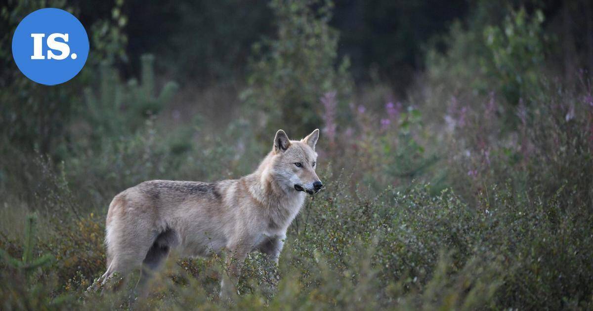 Susivahinkojen kokonaismäärä Suomessa on kasvanut – välkkyvät, ujeltavat ja ilmalla täyttyvät laitteet todettiin hyödyllisiksi susikarkottimia testanneen hankkeen aikana | Uutissuomalainen