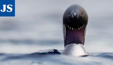 Luonto ja luontokuva -tapahtuma täyttää 10 vuotta – Luontokuvauksesta kiinnostuneille on jälleen tarjolla vinkkejä ammattilaisilta