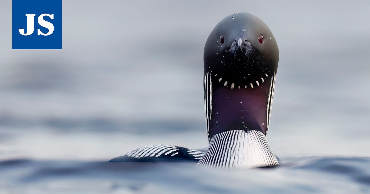 Luonto ja luontokuva -tapahtuma täyttää 10 vuotta – Luontokuvauksesta kiinnostuneille on jälleen tarjolla vinkkejä ammattilaisilta